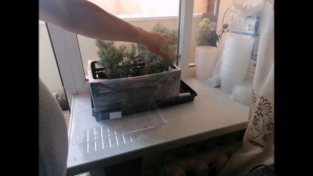 Голубая ель  От черенка до корнеобразования  Укоренение 100% (Blue Spruce Cuttings)