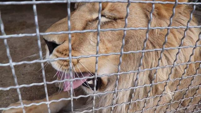 Соломон в зевоте))) Бахчисарайский зоопарк. Крым. смотреть онлайн