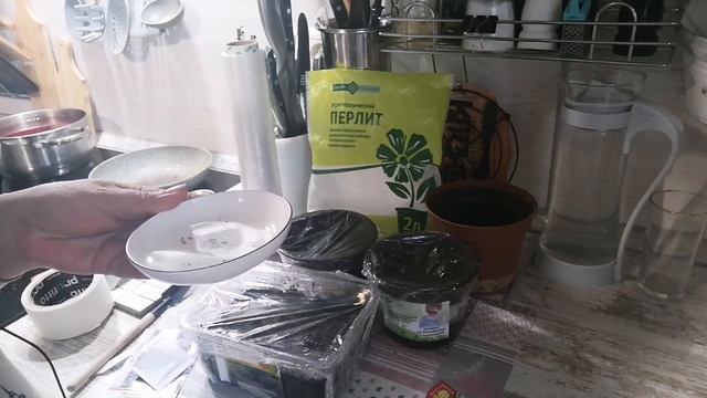 Посадка иссоп, эстрогон, чабер. Аптекарский огород. смотреть онлайн