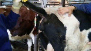 Взятие крови у КРС из подхвостовой вены. taking blood from their cattle tail vein