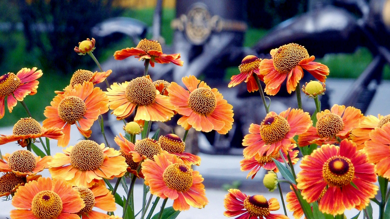 Гелениум и Козерог, 2023г