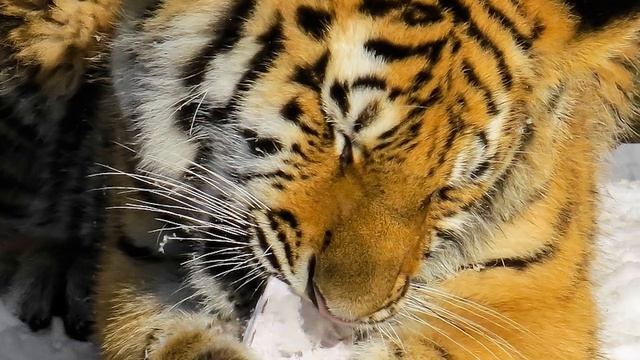 Тигрица отдала людям своего больного тигренка, моля о спасении малыша смотреть онлайн