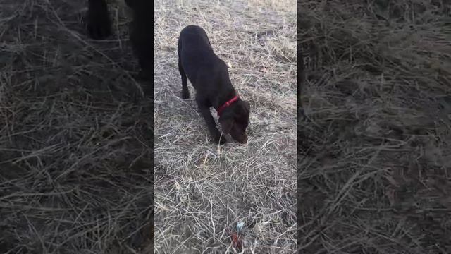 Лабрадор на прогулке. Выгул лабрадора. Шоколадный лабрадор. смотреть онлайн