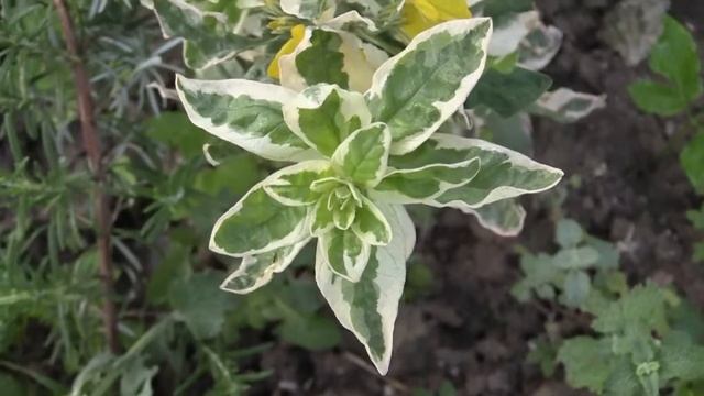 Lysimachia punctata - Goldfelberich, Spotted Loosestrife смотреть онлайн