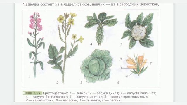 Краткий пересказ 25 параграф Семейства класса двудольные. Биология 6 класс Пономарева, Корнилова. смотреть онлайн