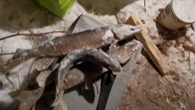 @готовка таежной ухи из щуки и окуня , ням ням !!! смотреть онлайн