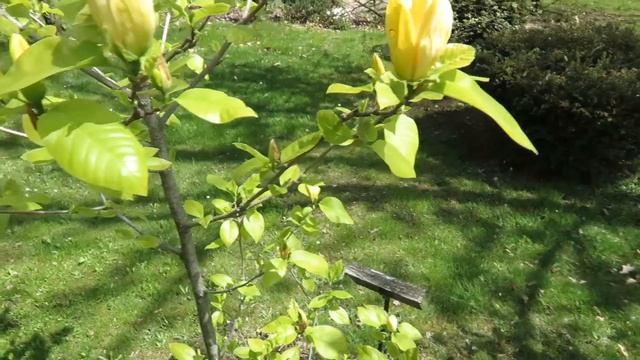 Magnolia x denudata 'Yellow River' šacholan obnažený смотреть онлайн