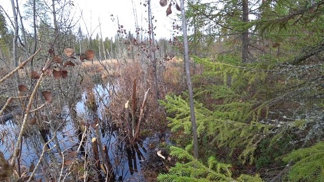 Охота на бобра .Проверка капканов. КП- 320. смотреть онлайн