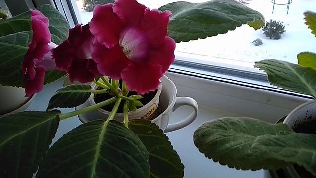 Глоксинии - украшение зимнего подоконника смотреть онлайн