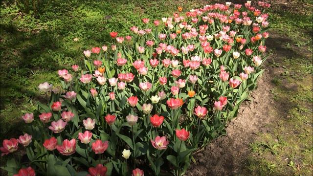 Весенние тюльпаны и 