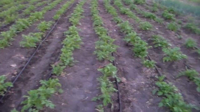 Картошка в состоянии на 8 июня.