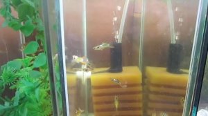 Гуппи эндлера в аквариуме. Великолепие в миниатюре.