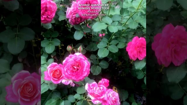 Роза Агнес Шиллигер в моем саду 6.08.2021.Agnes Sсhilliger Rose in my garden. Massad, 1997 #shorts, смотреть онлайн
