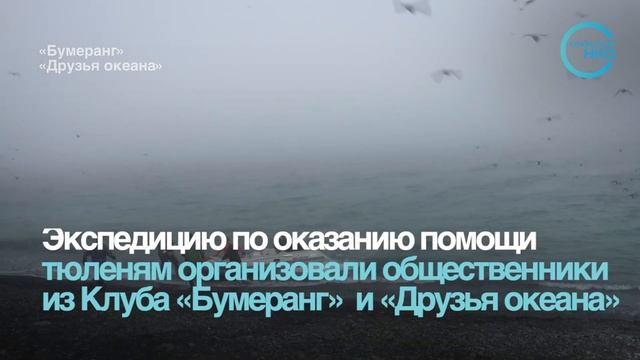 Морских котиков освободили от ошейников из пластикового мусора