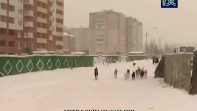 В Вологодском районе ввели карантин из-за случая заболевания животного бешенством