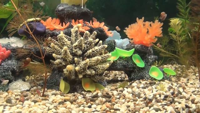 Пир в царстве Нептуна смотреть онлайн