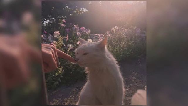 ~||♡||~Где Фантом?—Я тебя люблю (sped up)~||♡||~ смотреть онлайн