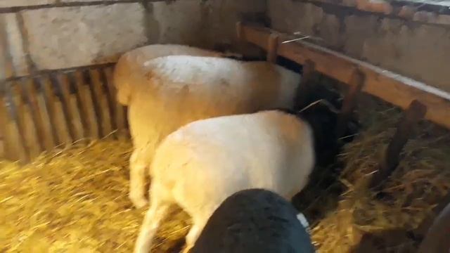 Разведение овец 100% ВЫГОДНО