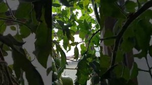 Томат КОРНЕЕВСКИЙ КРУПНЫЙ РОЗОВЫЙ.