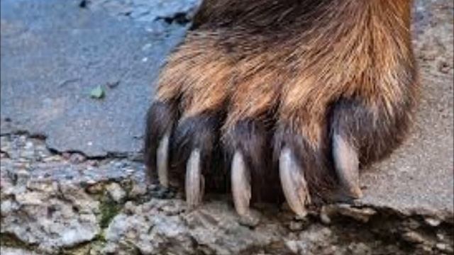 Млекопитающие Внешнее строение смотреть онлайн