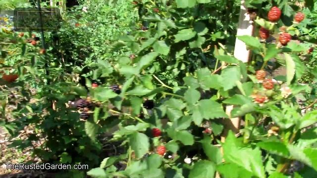 The Basics For Growing Erect Variety Blackberries:  Prolific, Delicious, & Great For Containers