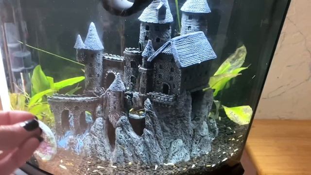 this molt had me WORRIED (true Brachypelma smithi) смотреть онлайн