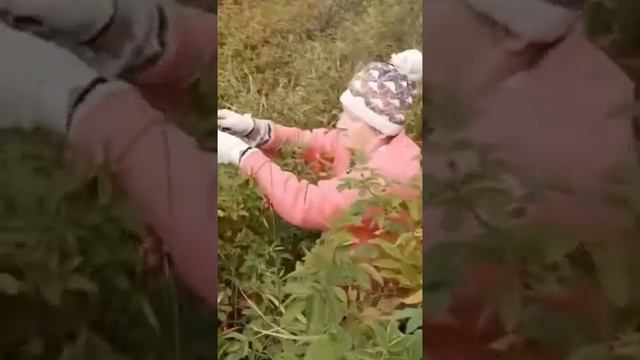 🍁Целебные травы. Шиповник. Чем полезен, как использовать. смотреть онлайн