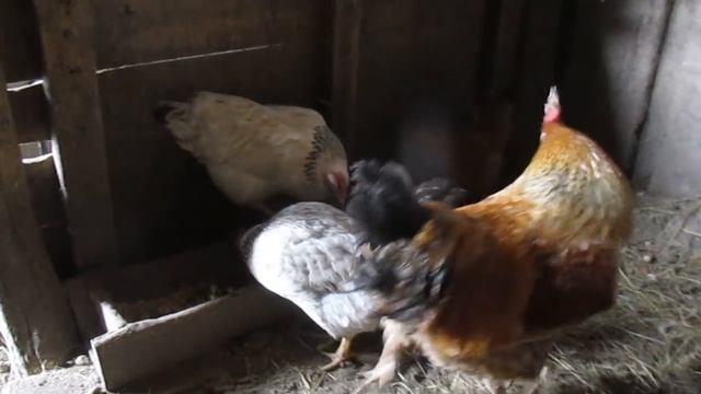 С 8 МАРТА - Оригинальное поздравление . смотреть онлайн