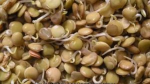 Как прорастить чечевицу