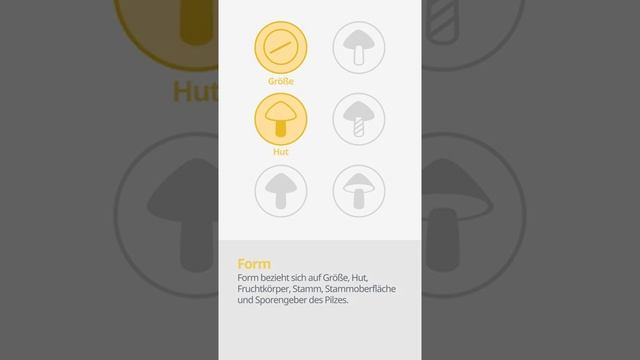 Karbol-Champignon (Agaricus xanthodermus) | Form | Praktisches Kurzprofil | Shroomers смотреть онлайн