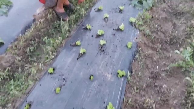 Высадка САЛАТА ЛОЛЛО БИОНДА под черную мульчирующую ПЛЕНКУ смотреть онлайн