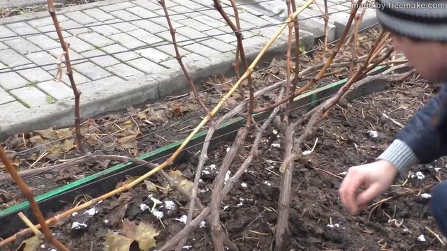 Обрезка виноград на двухплоскостной шпалеры- легко и быстро. смотреть онлайн