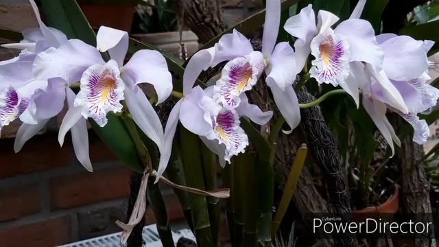Cattleya Maxima Tall Blüht.
Cattleya Blooms.