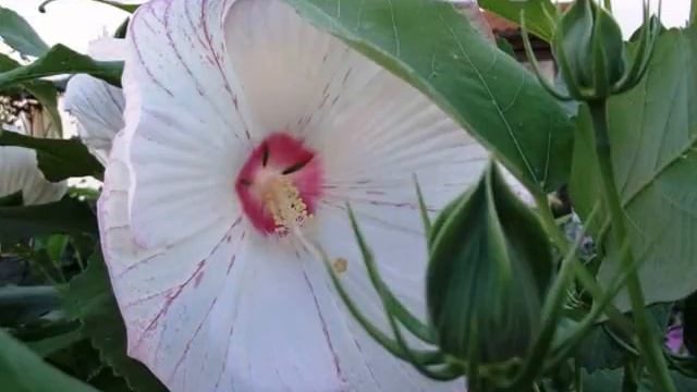 'Sparkle' / 'Peppermint Flare' Hibiscus moscheutos смотреть онлайн