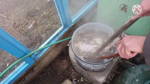 Жестокая правда жизни. Ошпаривание, ощипывание и разделка индюшки.. смотреть онлайн