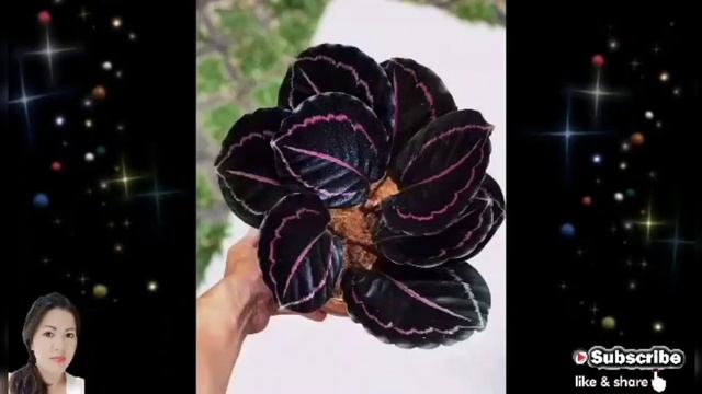 Calathea Dottie смотреть онлайн