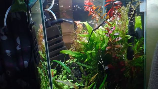 Я не чищу стекла в моем 30-литровом креветочнике смотреть онлайн