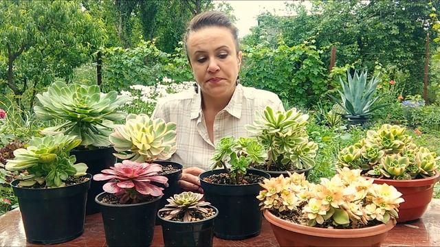 Вариегатные эониумы смотреть онлайн