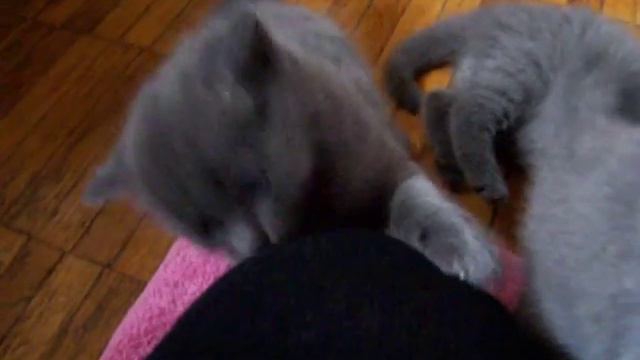 Британские котята. питомник Ridolina смотреть онлайн