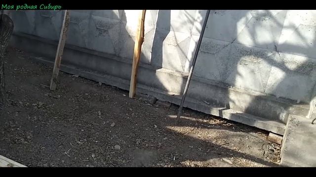 Цыплята катаются на курочке. Обход заднего двора. смотреть онлайн
