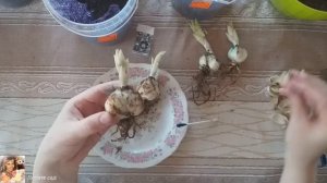 Лилии подготовка к посадке. Как посадить проросшие луковицы лилий. Размножение лилий чешуйками.