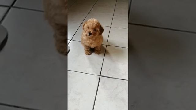 той пудель щенок купить москва продажа питомник цена смотреть онлайн