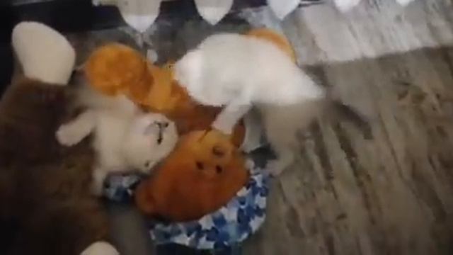 Шотландские вислоухие смотреть онлайн