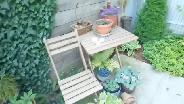 Размножение лука, цветут хосты, созрели абрикосы, экскурсия, колодец и про розу Амаретто. 18.07.202 смотреть онлайн