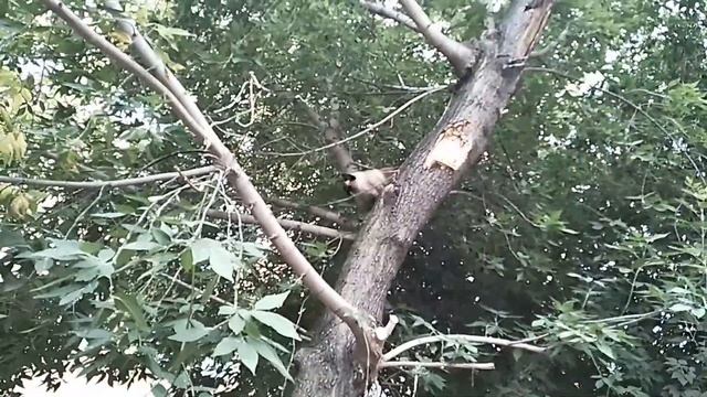 Босс деревьев, кошачий мастер класс смотреть онлайн