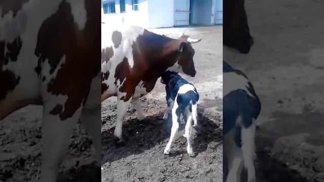 новорожденный теленок смотреть онлайн