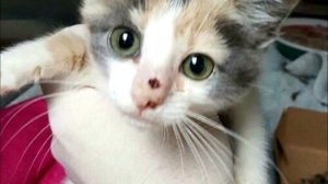 То, что извлекли из носа котенка, напугало ветеринаров! (слабонервным не смотреть)