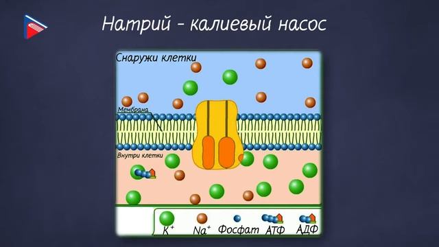 10 класс - Биология - Строение и функции эукариотической клетки. Клеточная мембрана. Ядро смотреть онлайн