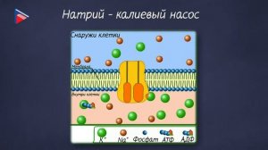 10 класс - Биология - Строение и функции эукариотической клетки. Клеточная мембрана. Ядро