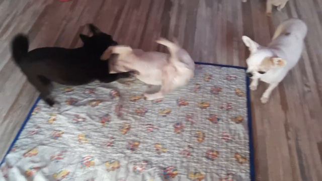 самая лучшая воспитательница Акса , аккуратные игры с щенками чихуахуа Кастропуло Крым Симферополь смотреть онлайн